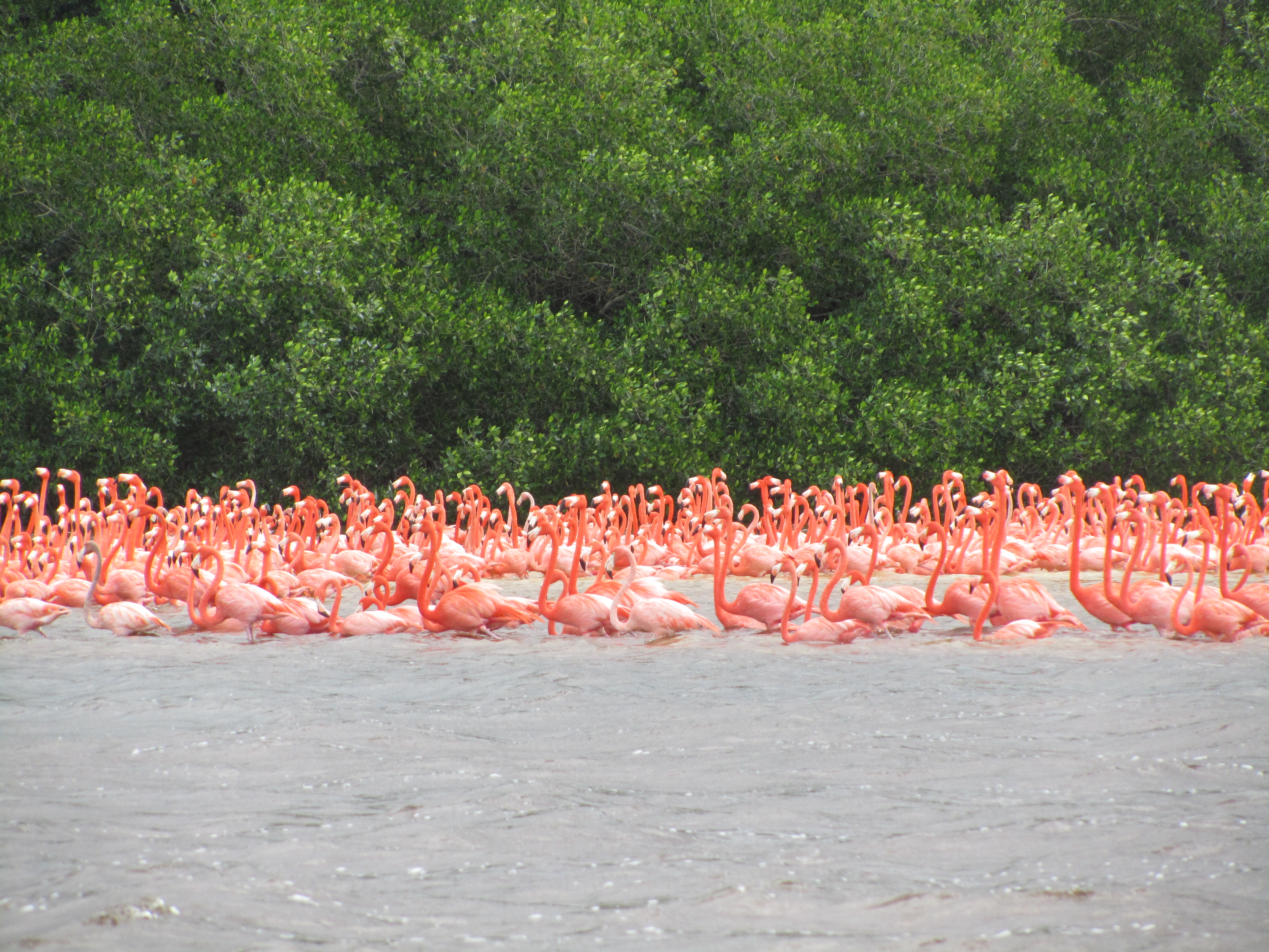Flamingo's Celestun