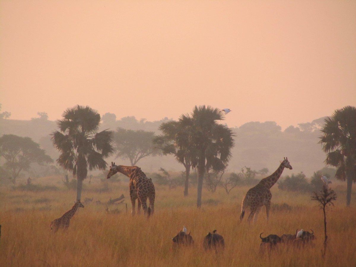 Kenia verhuisbericht Charlie's Travels